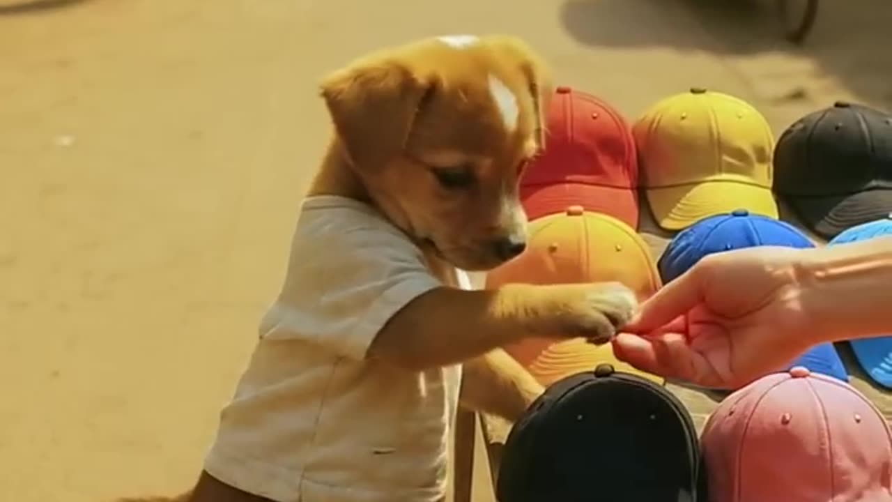 Poor_puppy_is_saved_by_Hanuman_Ji_🙏._The_kindness_of_friends._#shorts_#monkey_#dostpappu