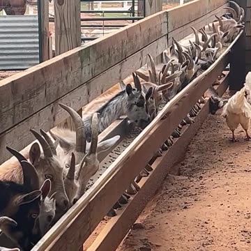 Did you save any room for Dinner?