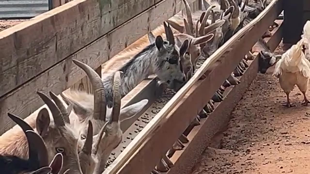 Did you save any room for Dinner?