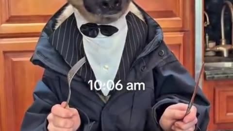 Daily life of (dog) influencer. Funny clips 2