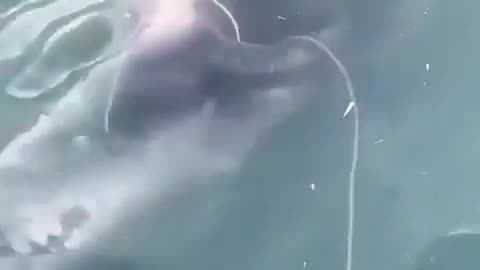 Loves To Swim