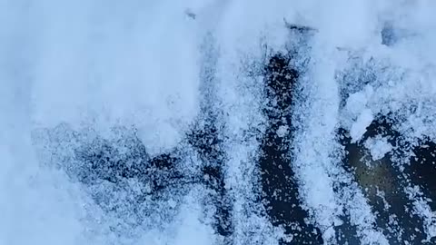Found a Frozen Dinosaur under the ice! How did it get there?