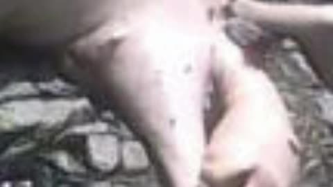 Is the Panama Creature a REAL Monster or Just a Rotten Sloth?