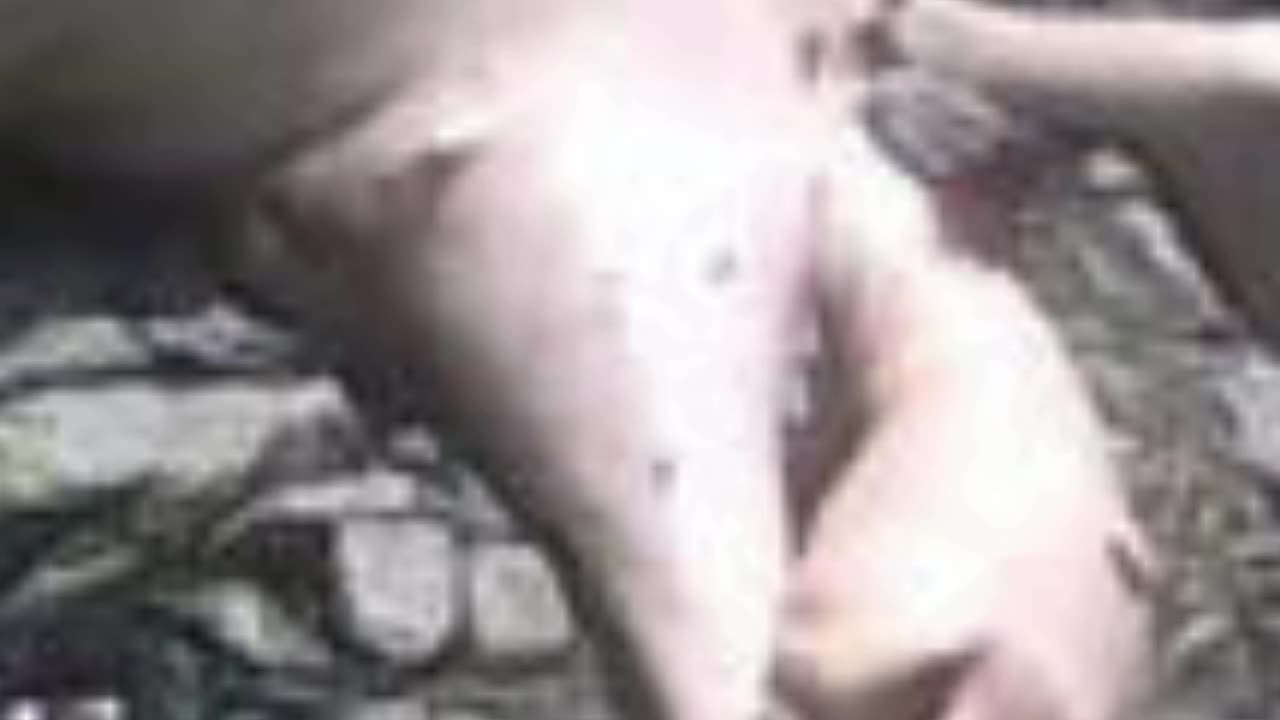 Is the Panama Creature a REAL Monster or Just a Rotten Sloth?