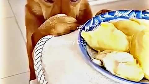 😂😆 "This Dog Just Invented Comedy!" 😂😆