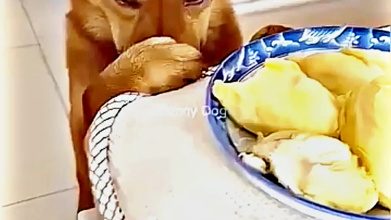😂😆 "This Dog Just Invented Comedy!" 😂😆