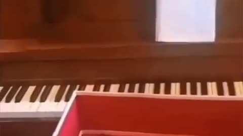 Bro Forgot that He is a Cat 🤣