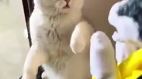 funny animals