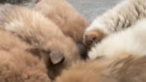 Hungry Puppies 🐶🧡🐶