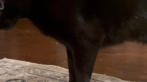 Void Cat Covered In Sparkling Glitter