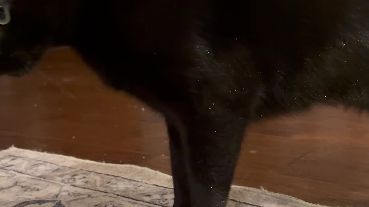 Void Cat Covered In Sparkling Glitter