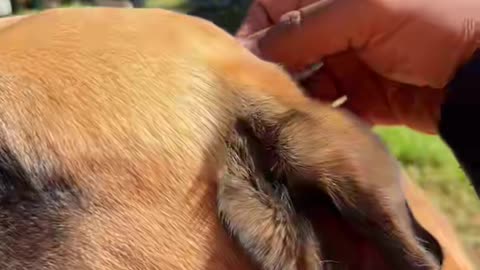 Big dogs day out
