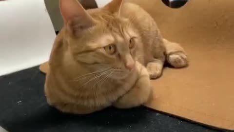 🐕🐈 Funniest Pets of the Year – Laugh Till You Cry