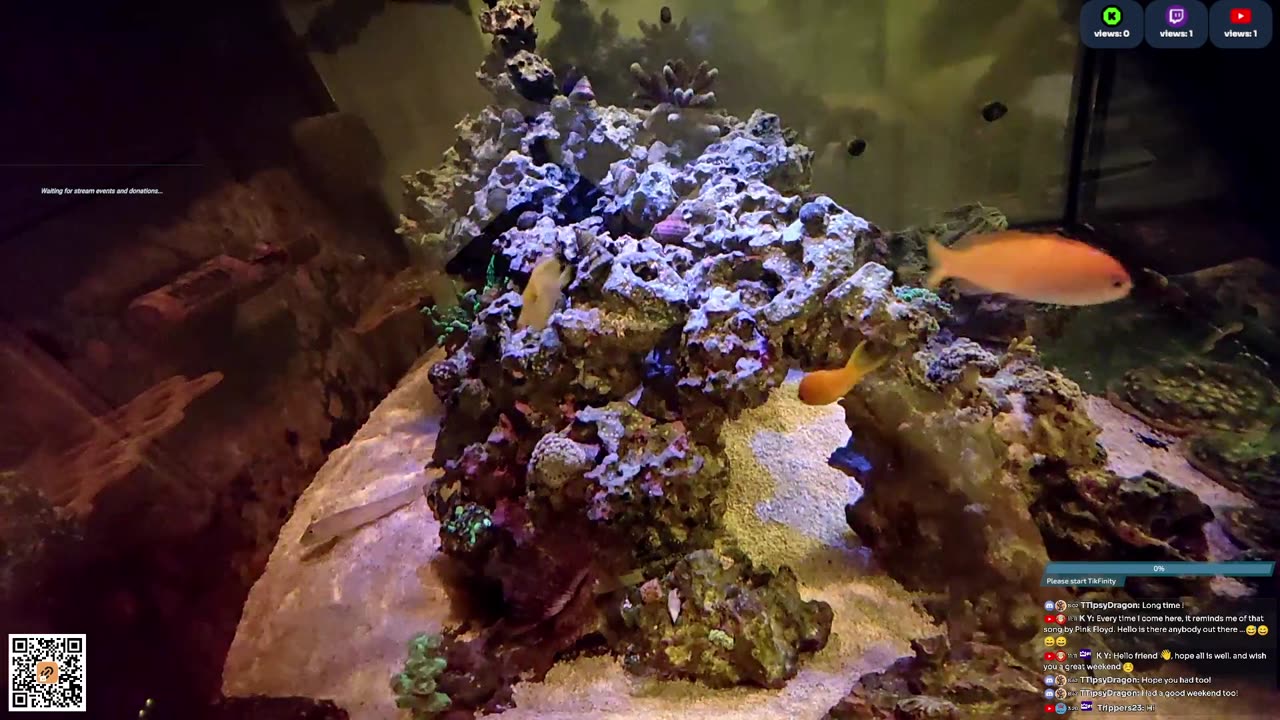 24/7 Real Live Reef Stream