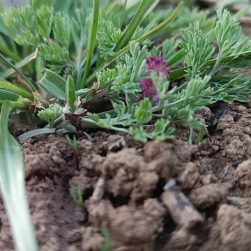 Blooming in Silence: The Hidden Beauty of Nature