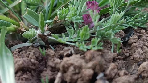 Blooming in Silence: The Hidden Beauty of Nature