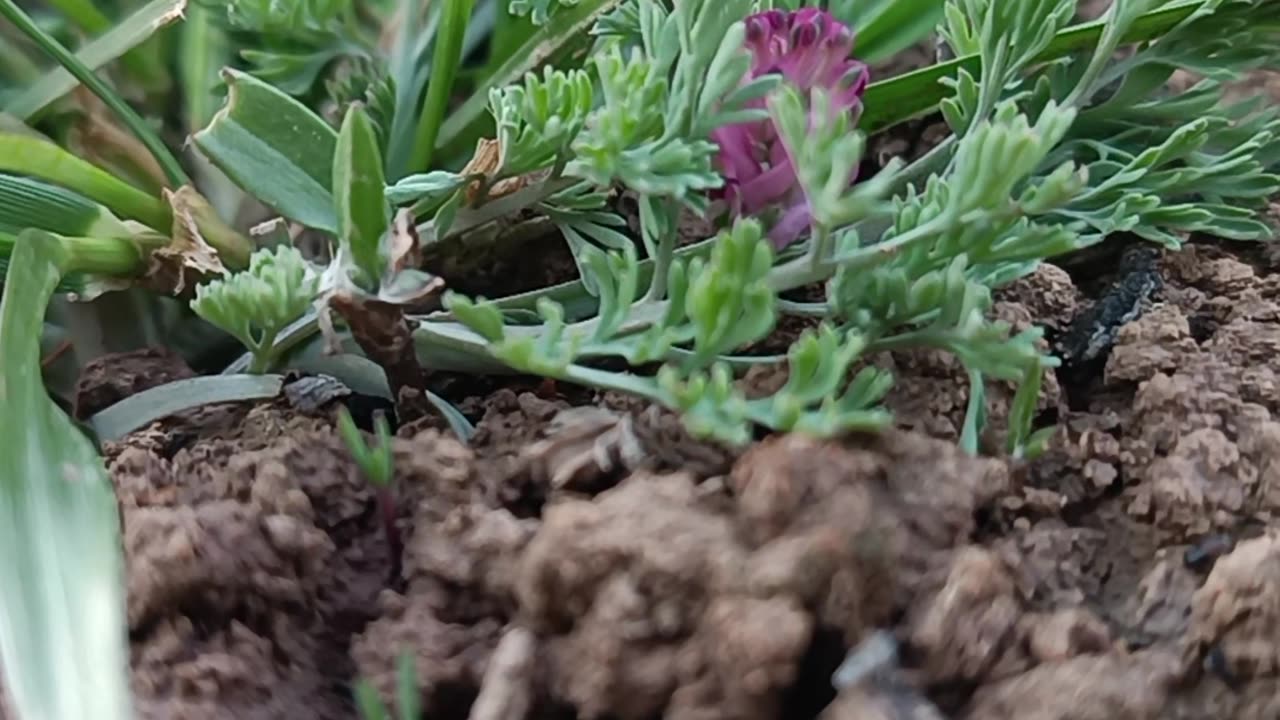 Blooming in Silence: The Hidden Beauty of Nature