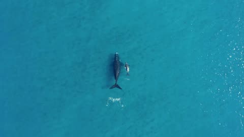 Mom and Baby WHALE in the open Ocean