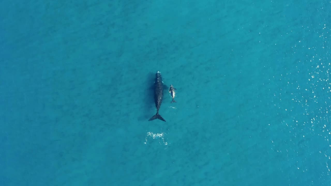 Mom and Baby WHALE in the open Ocean