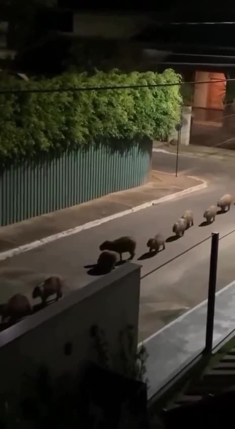 Capybara procession at night