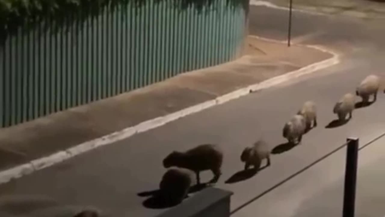 Capybara procession at night