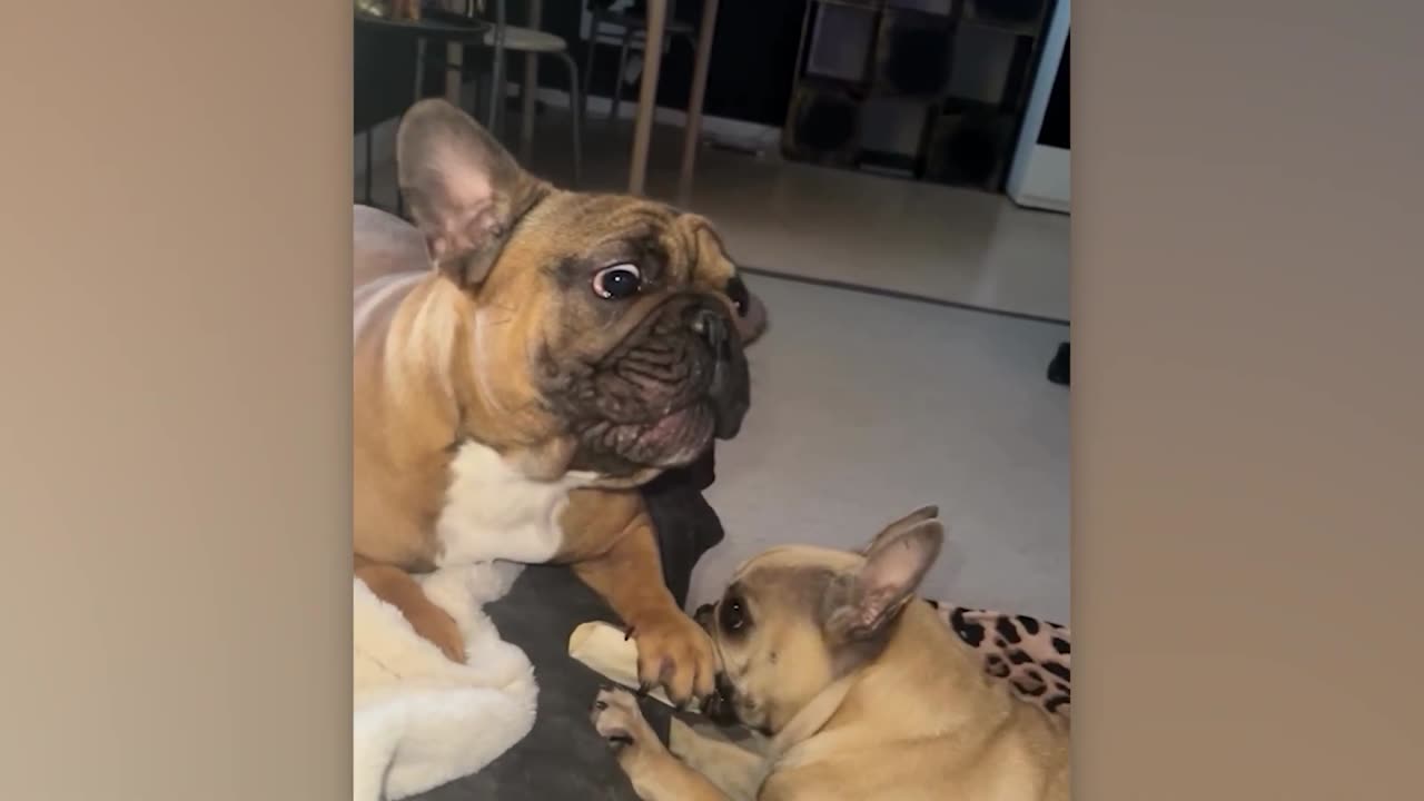 Overdramatic Animals That Will Make You Smile