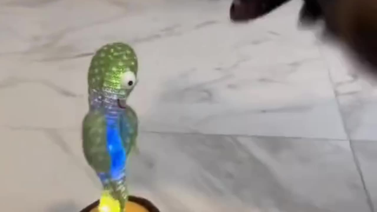🌵😂😂🤣 Reason we love them