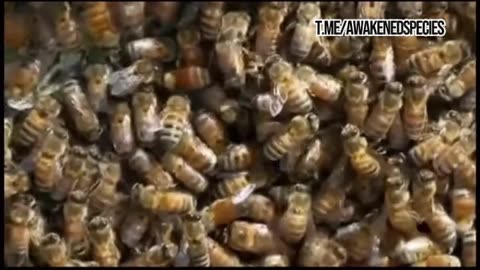 What is happening with the Bees? Is there a purposeful attack on the food chain?