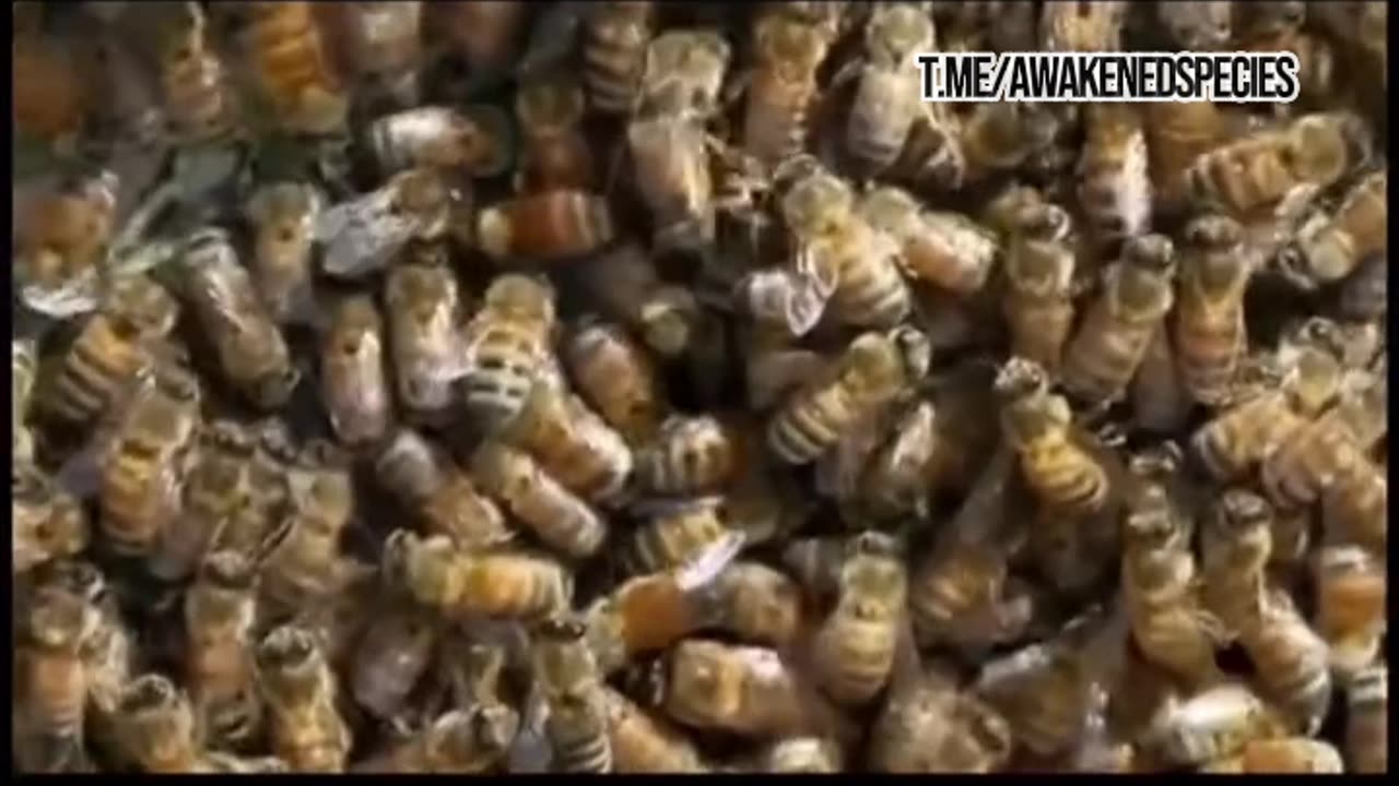 What is happening with the Bees? Is there a purposeful attack on the food chain?