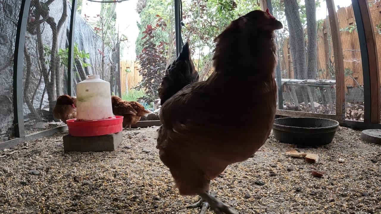 Backyard Chickens Fun Relaxing Video Sounds Noises Hens Roosters!