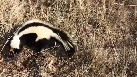 Trapping Coyote Pup and More Raccoons and Skunk