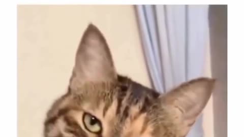 😹🐈 Cat Be Like: How Could You Hooman | FunFM