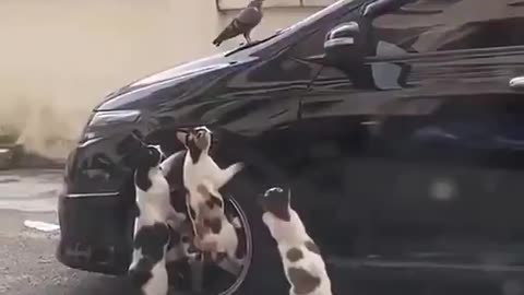 the operation attempt by three cats trying to catch the bird. 😺🥹