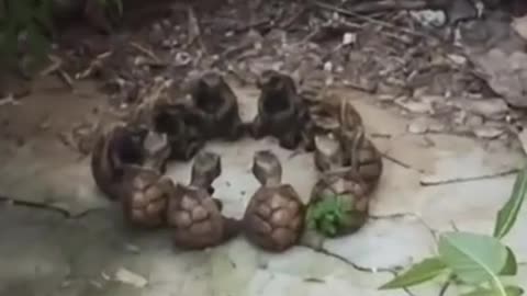 🐢😂 These Turtles' Teamwork is UNBELIEVABLE! | FunFM