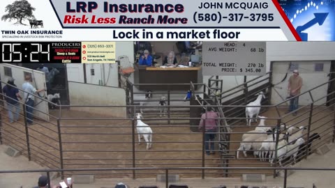 9/16/2025 - Sheep & Goat Auction - Producers Livestock Auction Company
