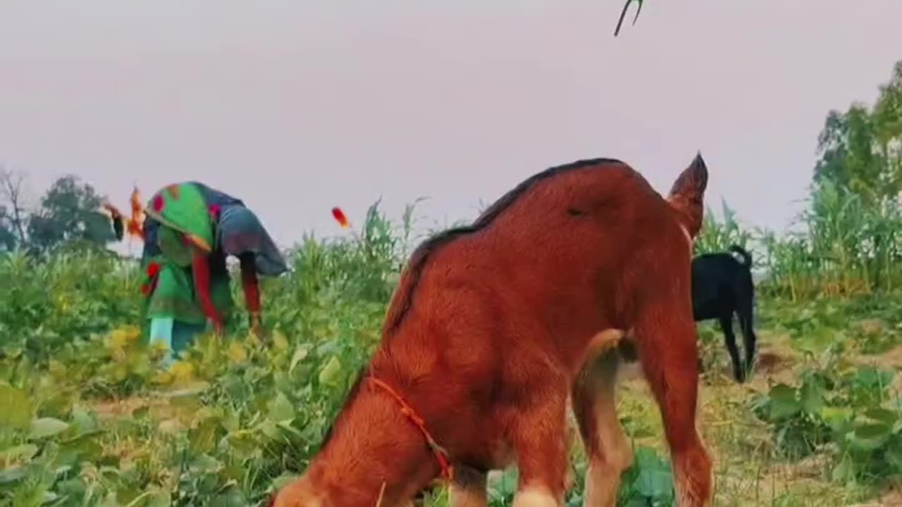 #Asali Sukun To Gaon Mein Hi #Hai 👌👌🫡🫡