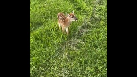 Animal Shenanigans Unleashed: Hilarious Compilation!