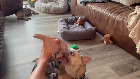 Puppy Acts Tough While Roughhousing