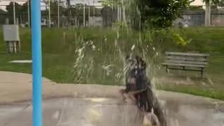 This dog is just out there waterboarding himself 😄