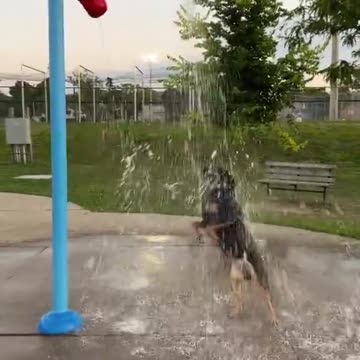 This dog is just out there waterboarding himself 😄