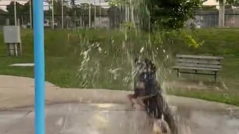This dog is just out there waterboarding himself 😄