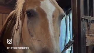 😂🍬 Epic Animal Reaction to Peppermint! | FunFM