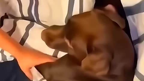 Dogs being who they are 14 🤣 🤣 😂
