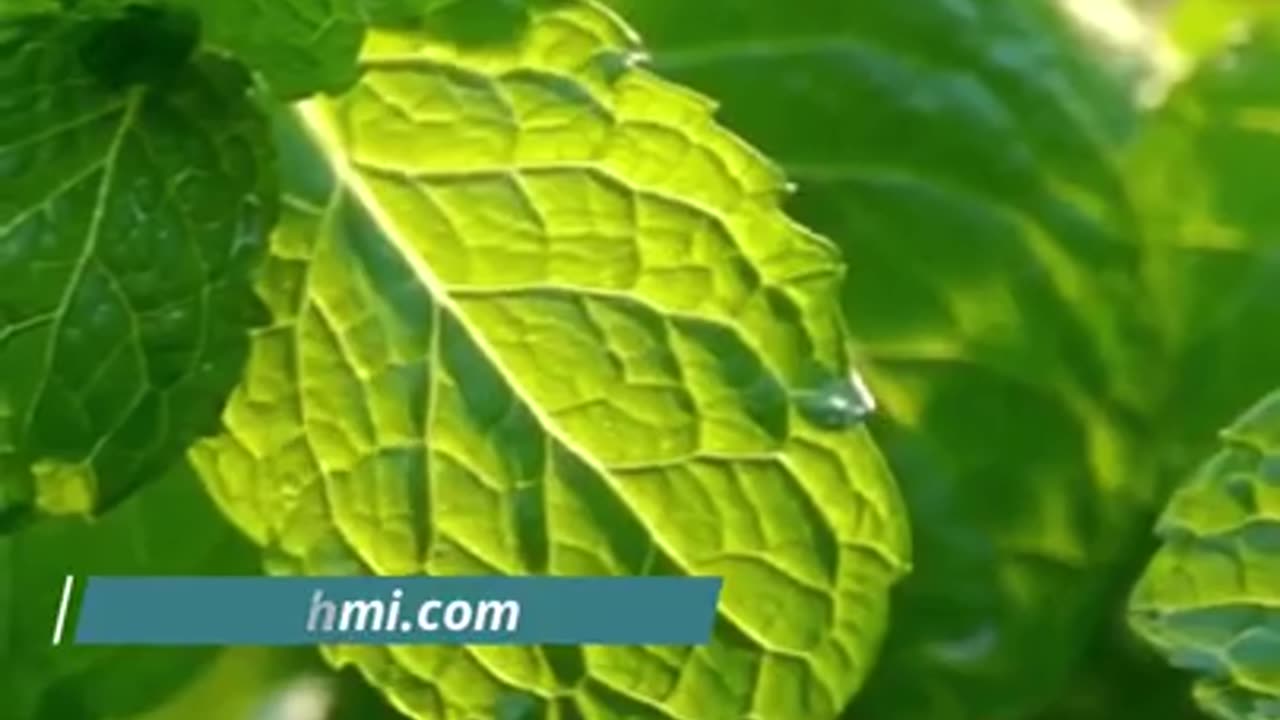 Pudina khane ke Fayde