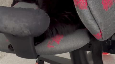 Cute Precious Piper Naps in Her Office Chair - Adopting a Cat from a Shelter Vlog #shorts