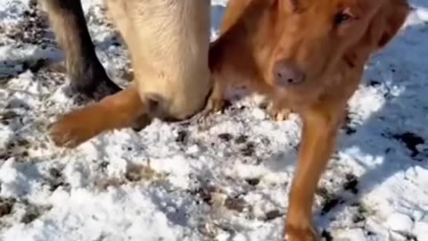 Full Comedy Videos 🤣 so cute videos 😍 funny dog's comedy Videos 🤣
