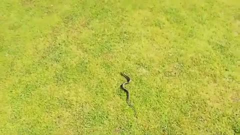 A Snake on the Golf Course?! 🐍⛳ Looks Like He’s Joining the Game!