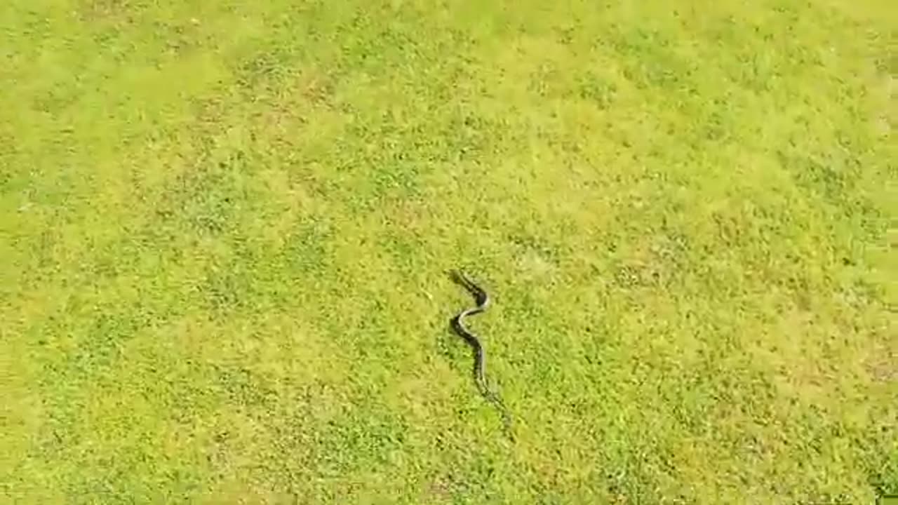A Snake on the Golf Course?! 🐍⛳ Looks Like He’s Joining the Game!