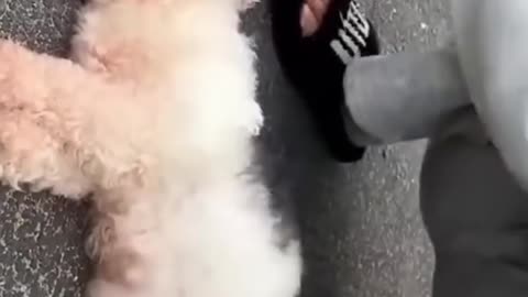 Dog rescue