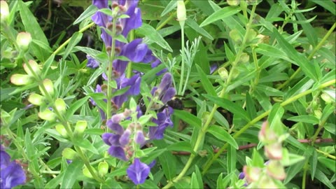 Bumble Bee Magic Aug 2025